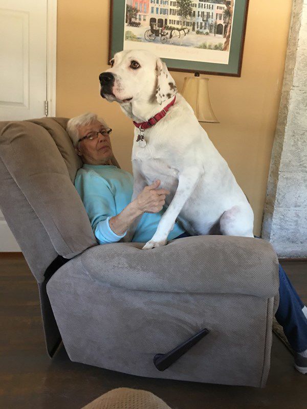 Buddy the lap dog